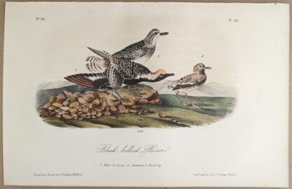 Original lithograph by John Audubon of the Black-bellied Plover, 3rd Edition, plate 315