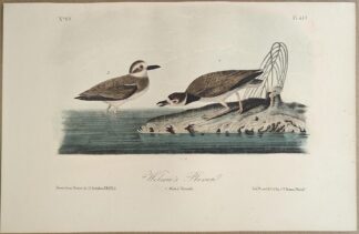 Original lithograph by John Audubon of the Wilson's Plover, 3rd Edition, plate 319