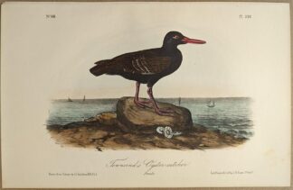 Original lithograph by John Audubon of the Townsend's Oyster-catcher / American Black Oystercatcher, 3rd Edition, plate 326