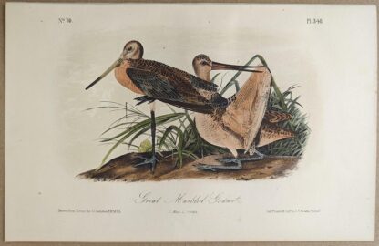 Original lithograph by John Audubon of the Great Marbled Godwit / Marbled Godwit, 3rd Edition, plate 348