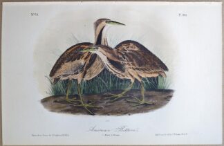 Original lithograph by John Audubon of the American Bittern, 3rd Edition, plate 365