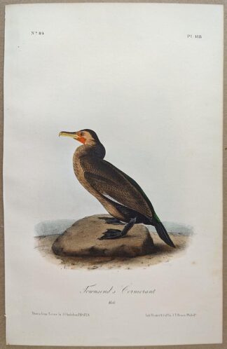 Original lithograph by John Audubon of the Townsend's Cormorant / Brandt's Cormorant, 3rd Edition, plate 418