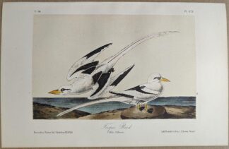 Original lithograph by John Audubon of the Tropic Bird / White-tailed Tropicbird, 3rd Edition, plate 427