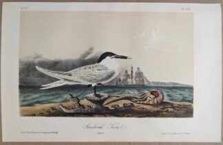 Original lithograph by John Audubon of the Sandwich Tern, 3rd Edition, plate 431